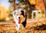 开云在线直播-那不勒斯对阵韩国，当克瓦拉茨赫利亚的大场面先生基因，遇见亚洲足球的集体意志