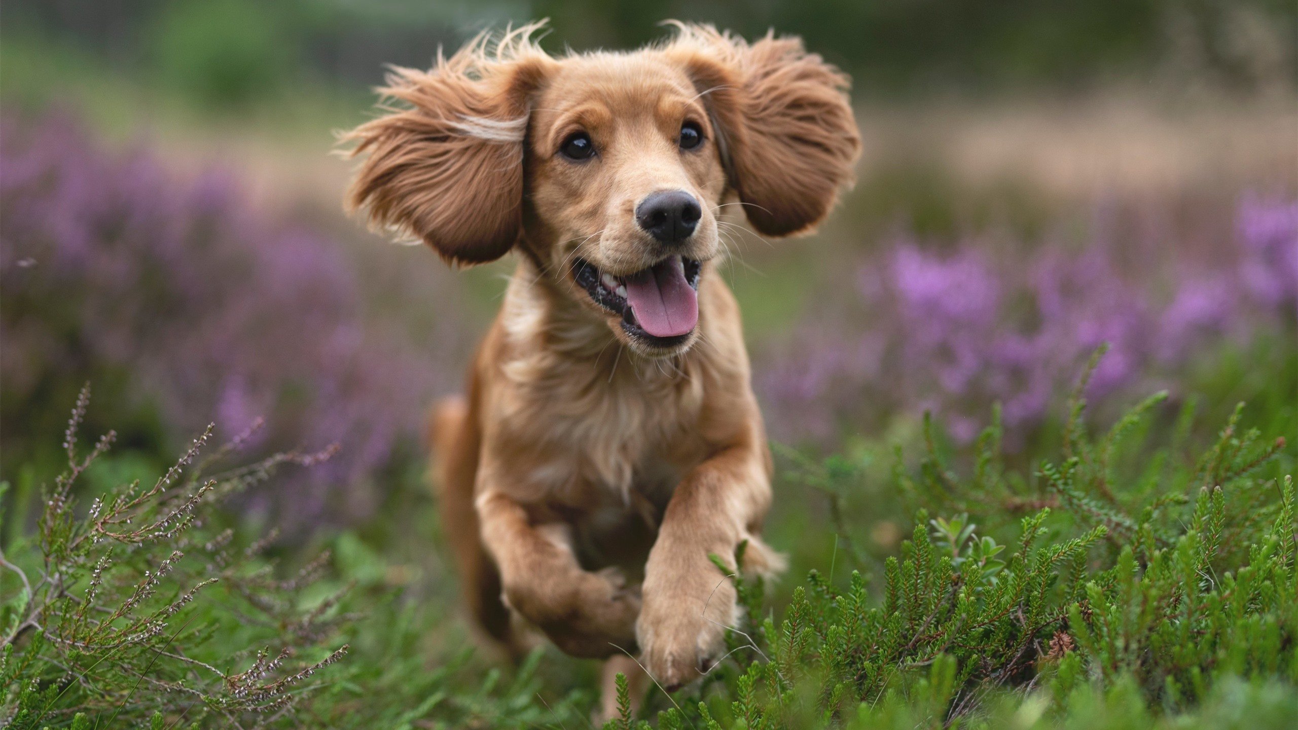 跨界传奇，当独行侠的胜利哲学遇上约基奇的英超式统治力