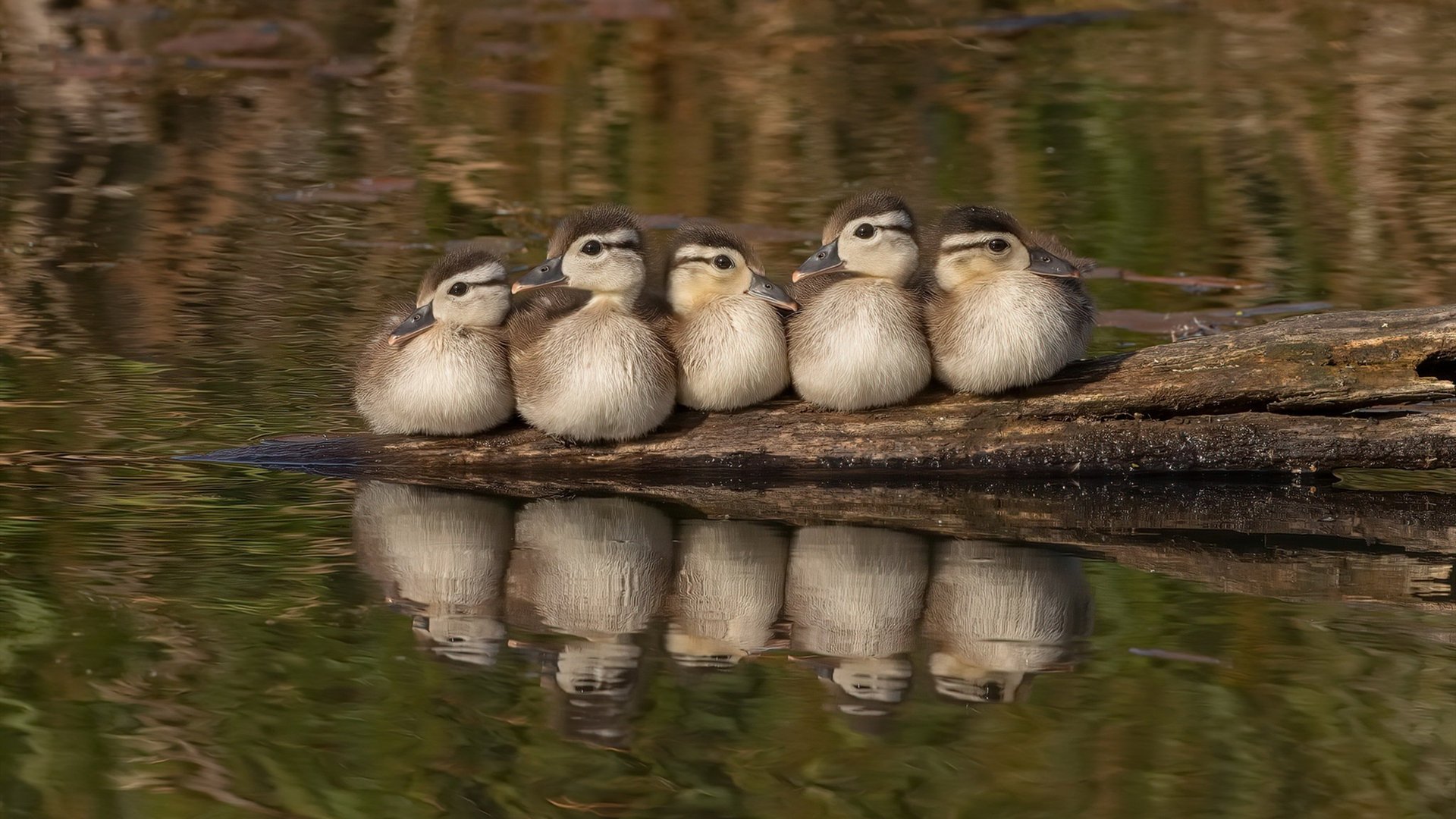 步行者血拼公牛,范弗利特末节封神,关键先生如何改写比赛剧本